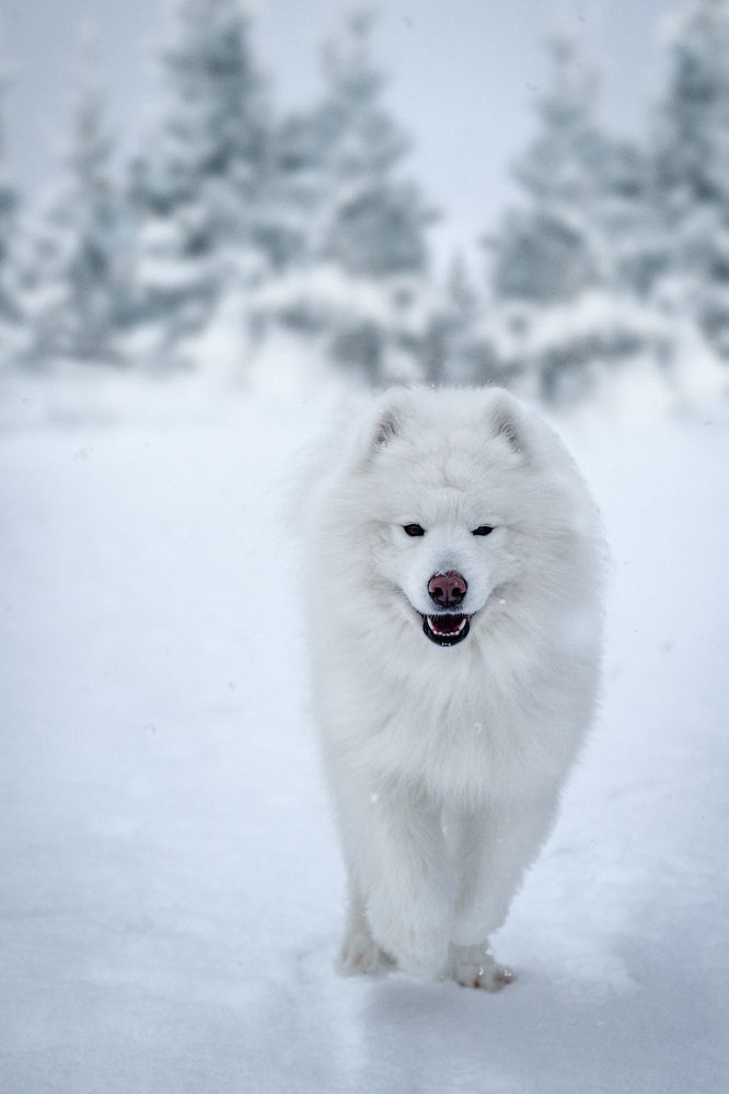 Photograph by Юлия Усенко