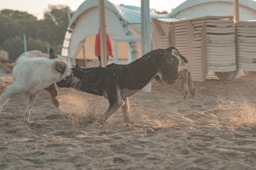 Photograph by Иван Кривоносов