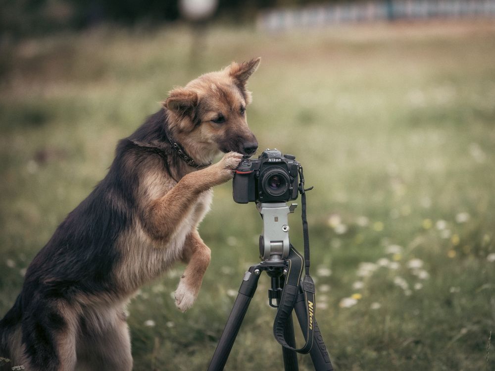 Photograph by Nephotograph