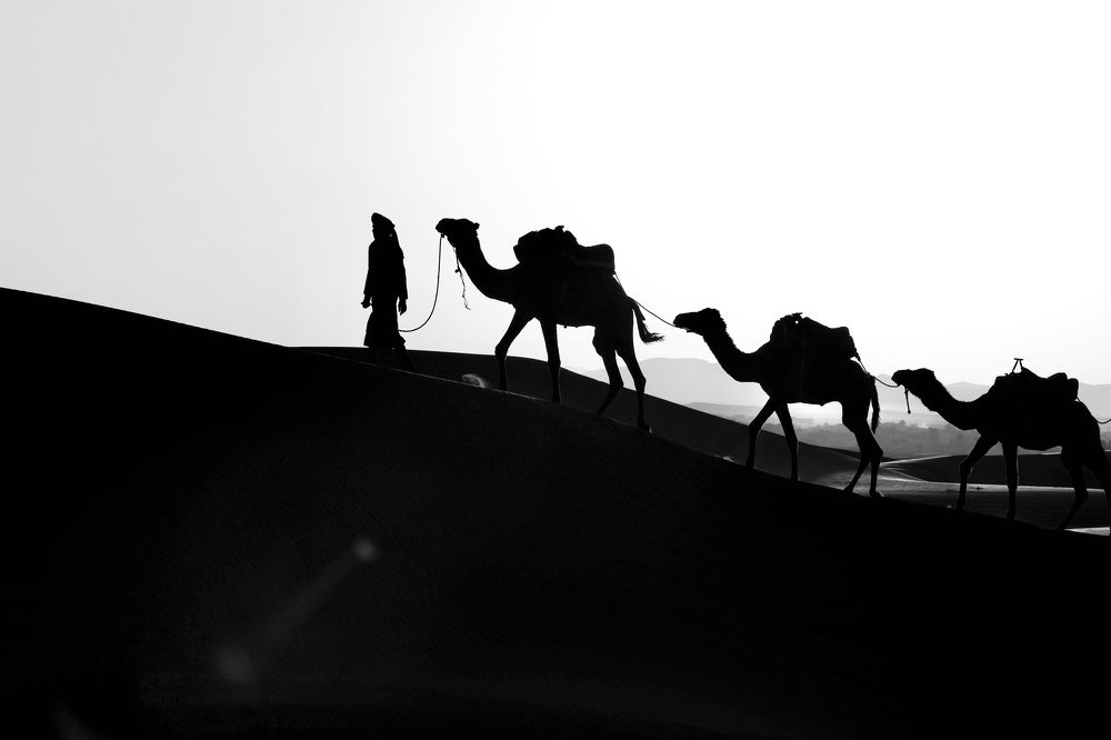 Camels in Sahara desert