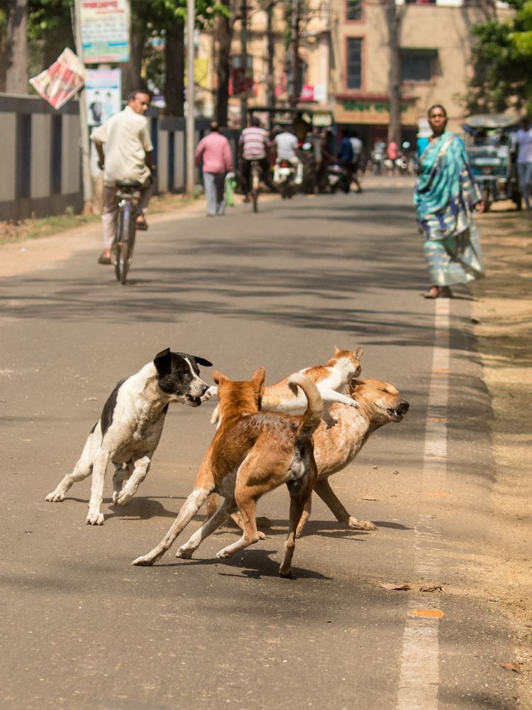 Photograph by Abhijit Das