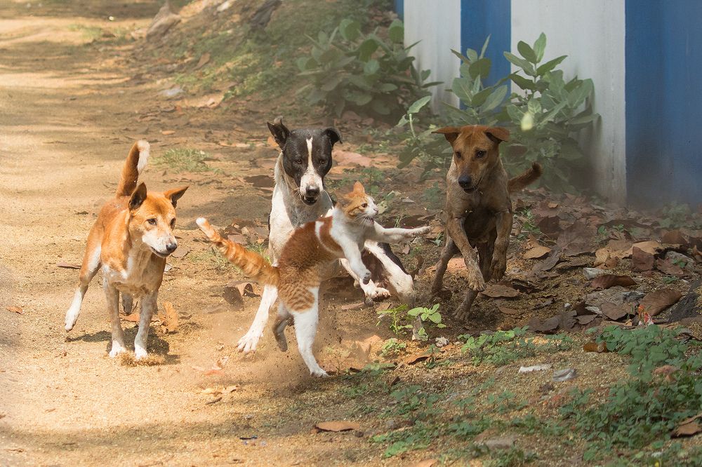 Photograph by Abhijit Das