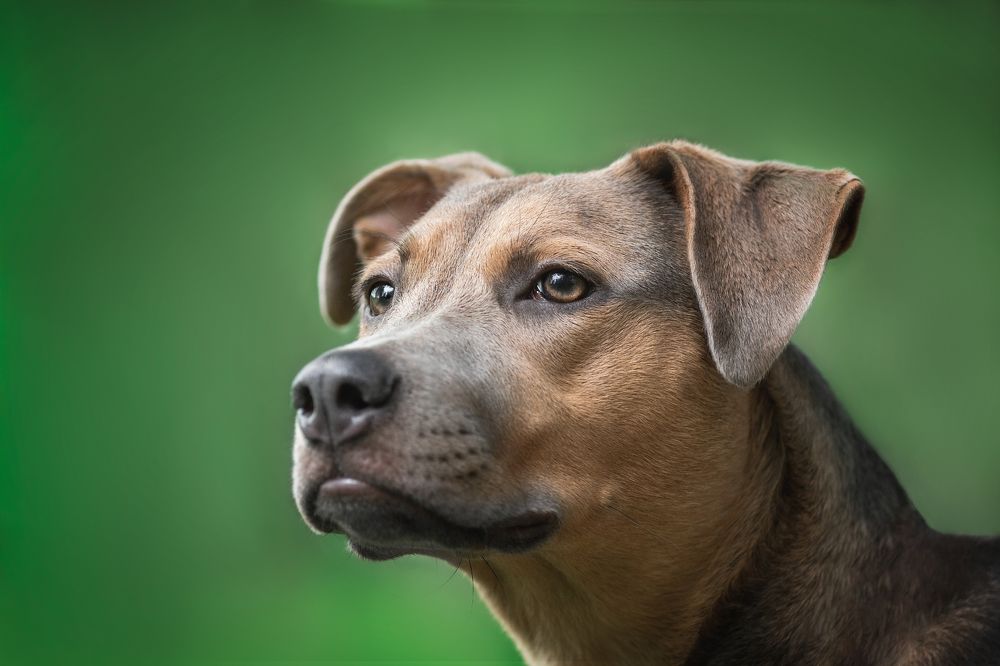 Photograph by Юлия Карташёва