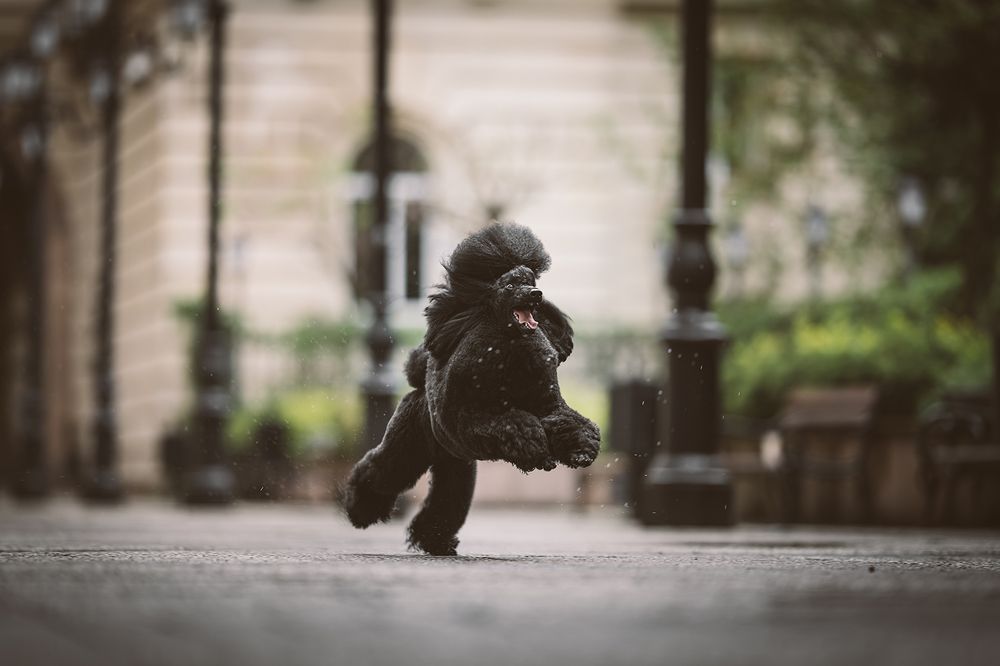 Photograph by Alexander Stoyanov