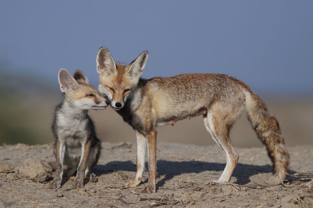 Photograph by Patel Jay