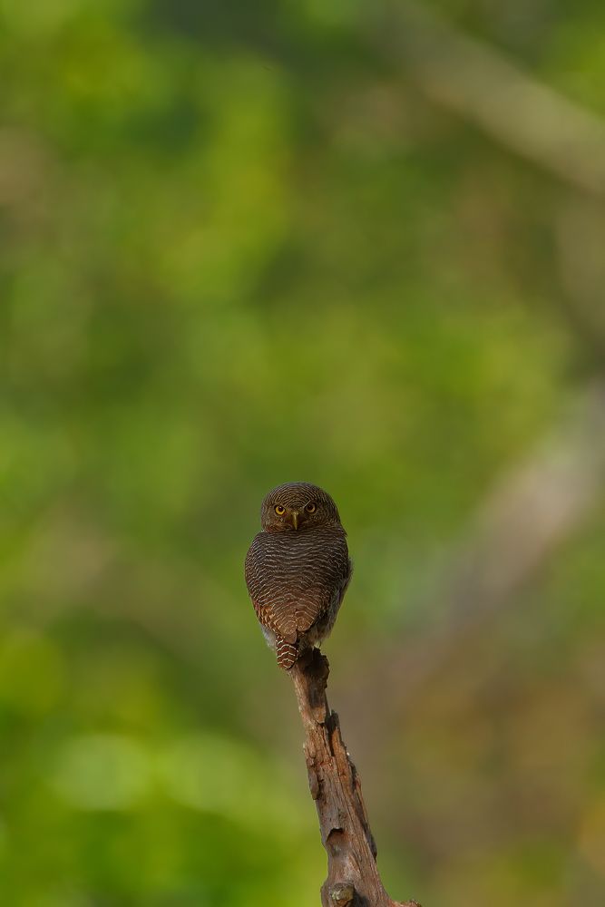 Photograph by Patel Jay