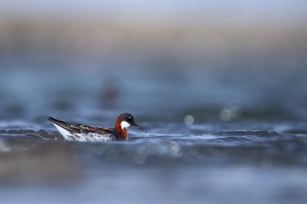 Photograph by Patel Jay