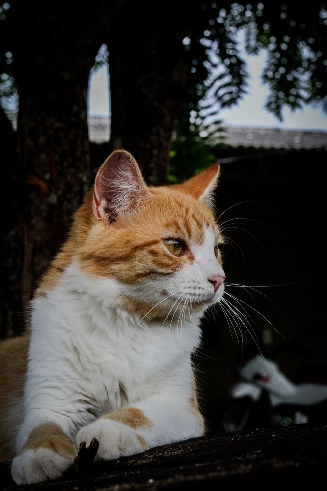 Photograph by CRISTINA NASCIMENTO