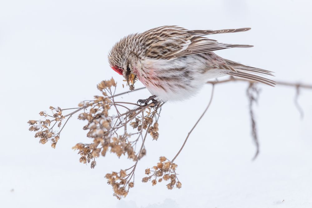 Photograph by Елена Хорохорина