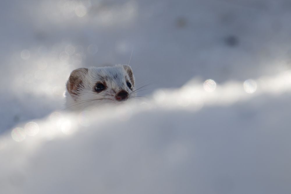 Ласка в засаде