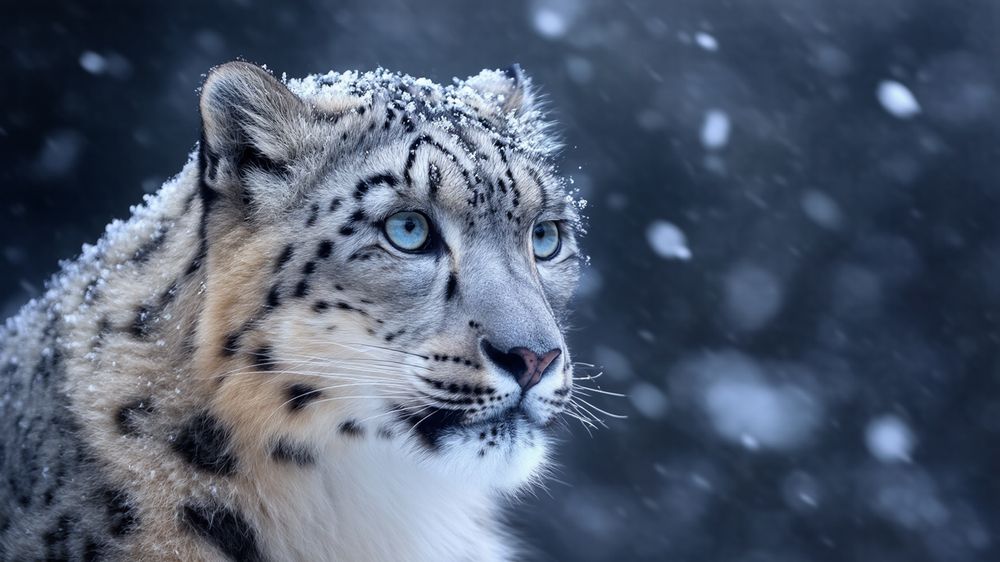 Фотография автора Елена Букия