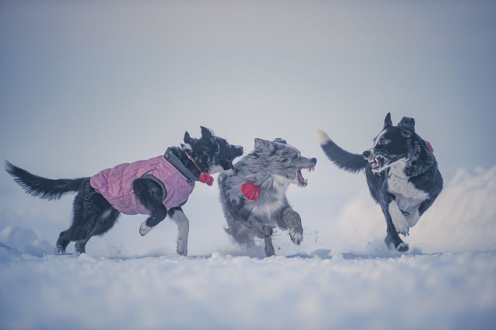 Photograph by Alexander Vlasov