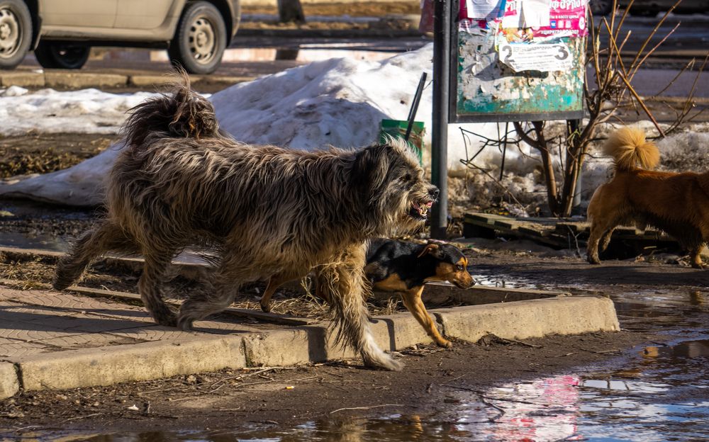 Photograph by Хабаров Сергей