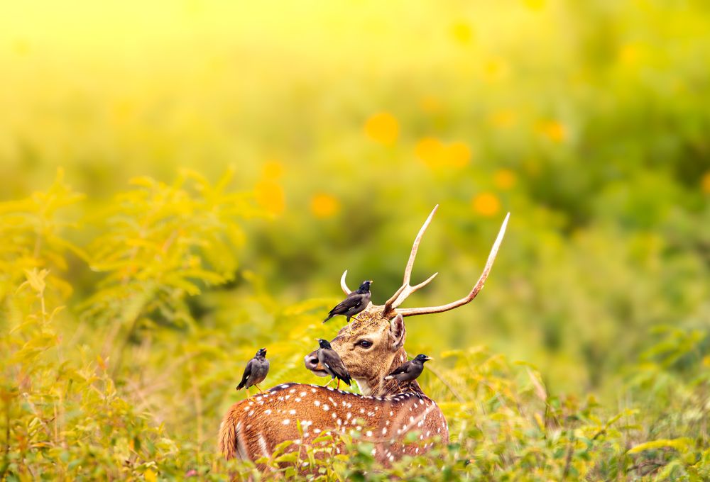 Photograph by Pranav VT