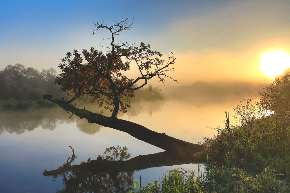 Этюд с деревом.