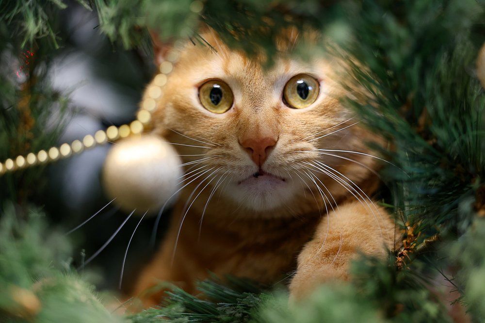 Photograph by Ольга Оверко