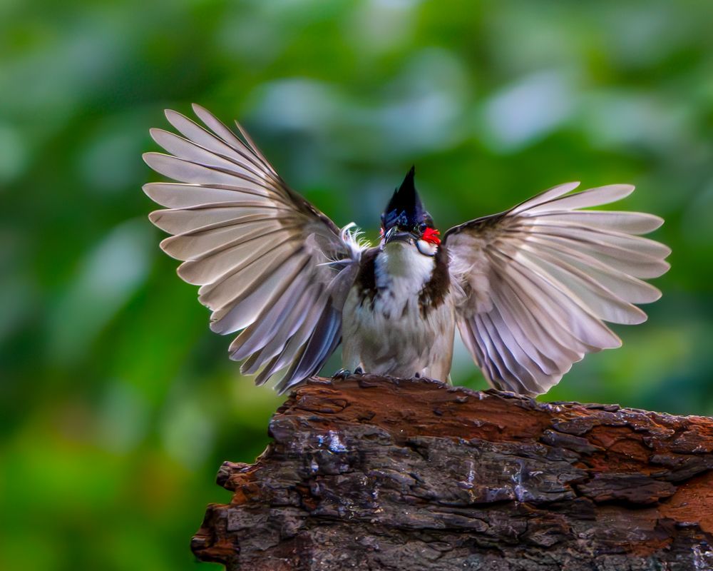 Photograph by Vipin P C