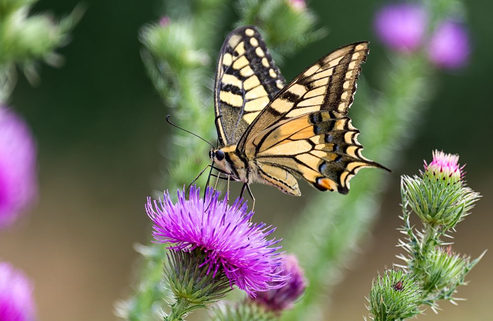 Papilio machaon Linnaeus.