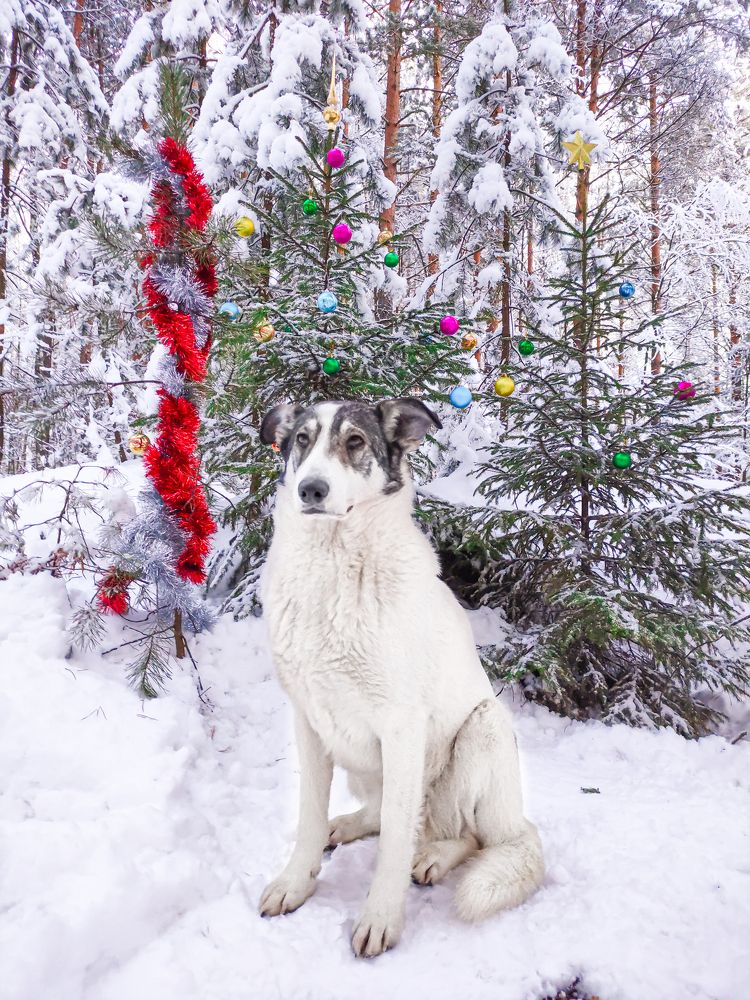Фотография автора Александр Хухлов