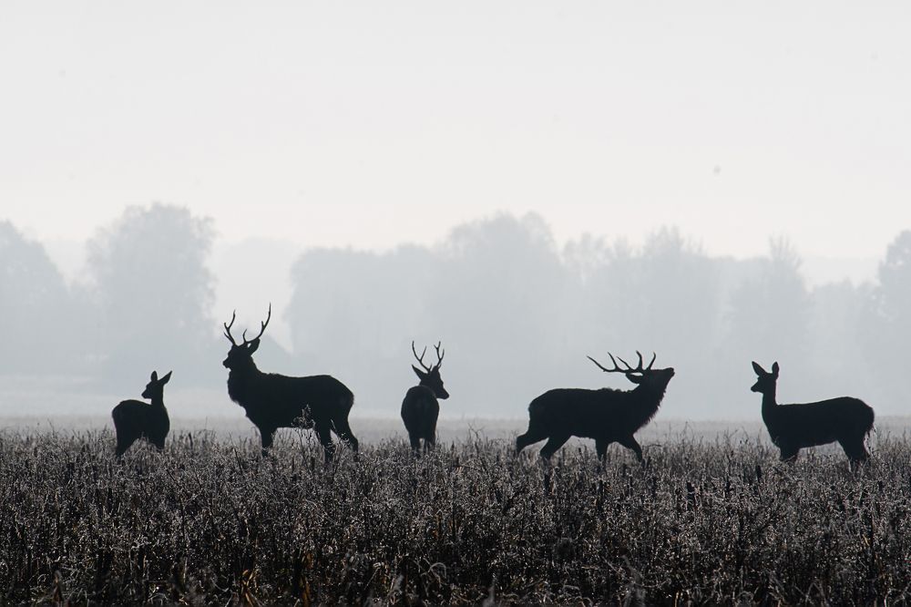Photograph by Александр Гребенев