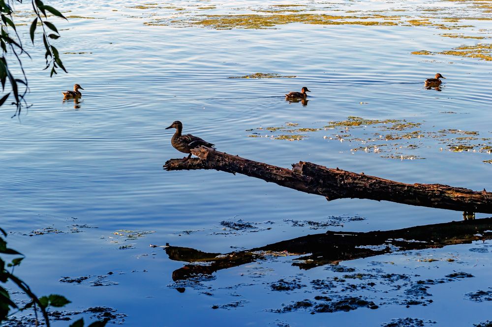 Утка и утки..