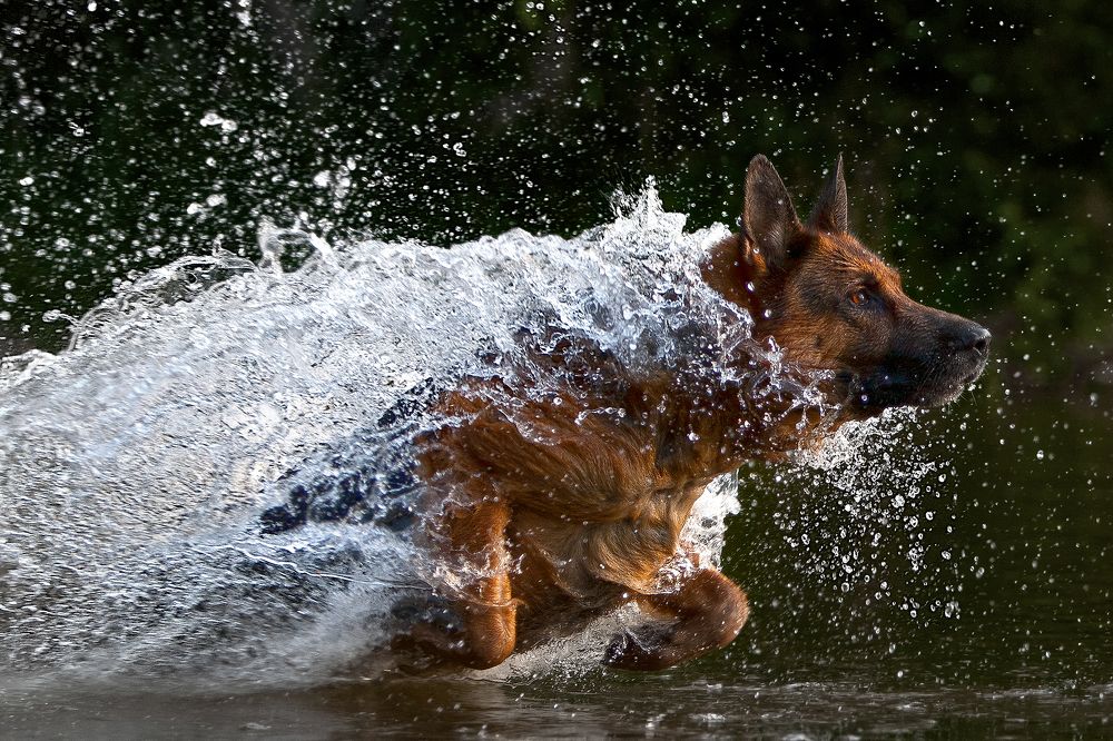 Photograph by игорь перфильев