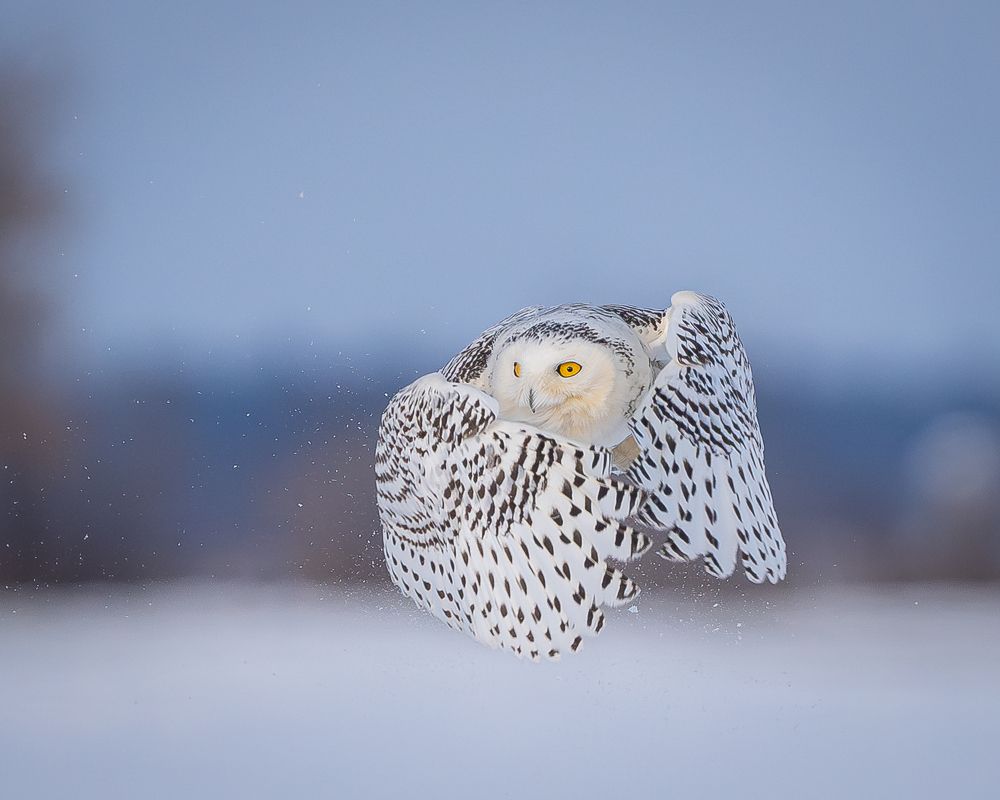 Snowy owl