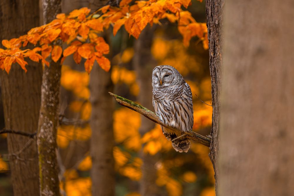 Barred owl