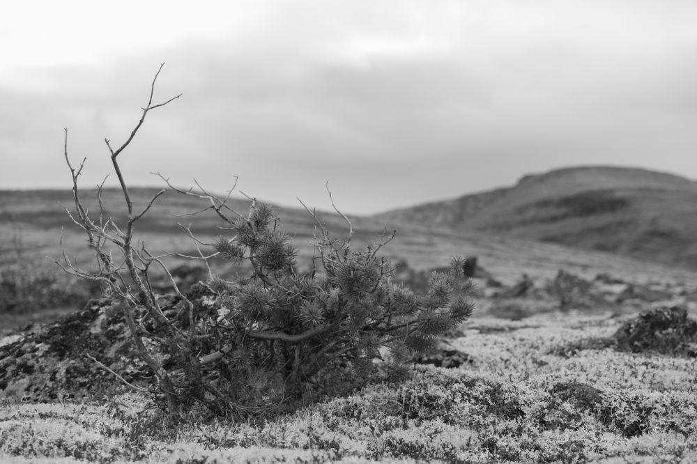 Photograph by Артем Полинин