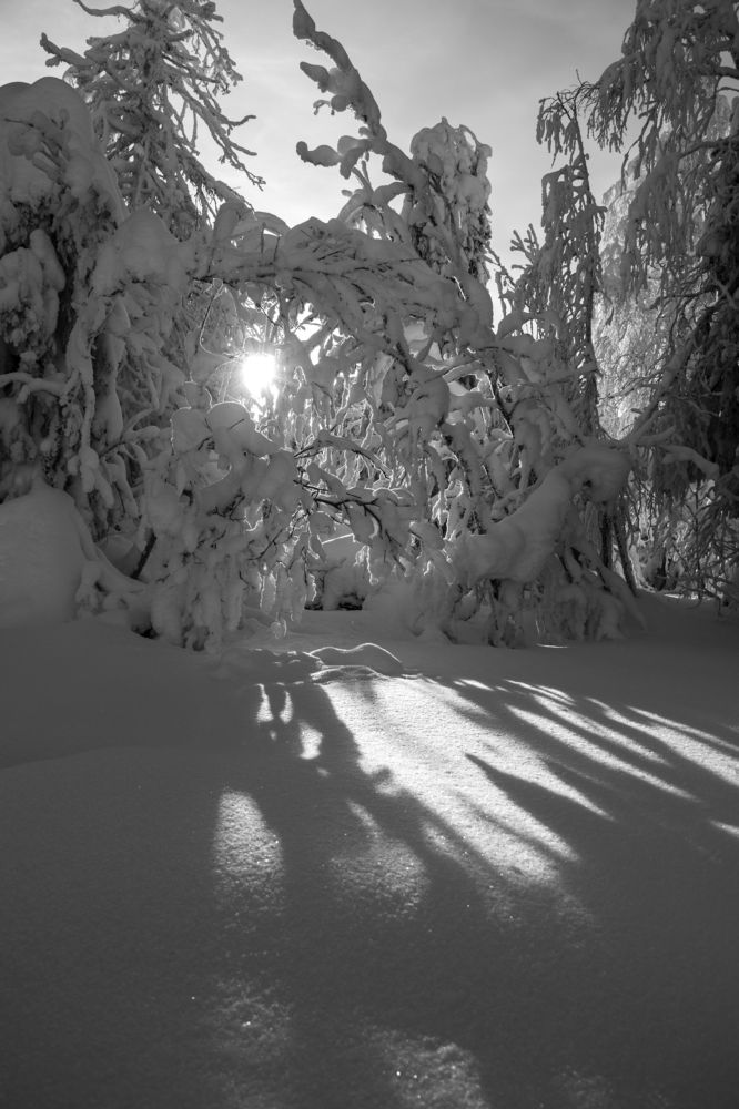 Фотография автора Светлана Роткина