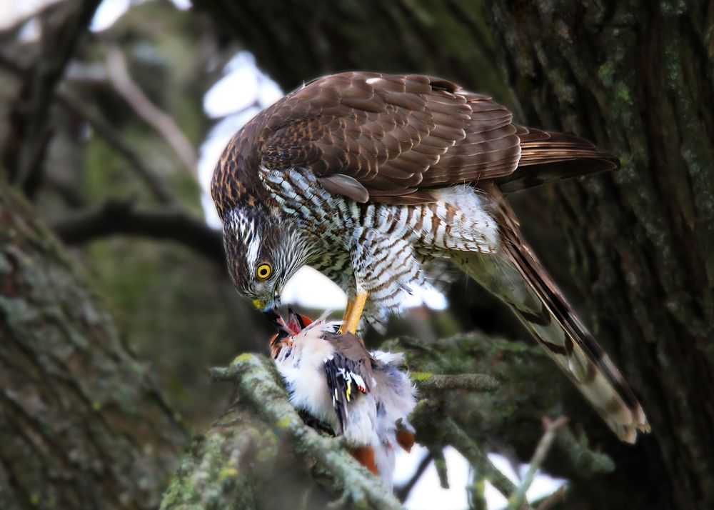 Photograph by Николай Протасеня