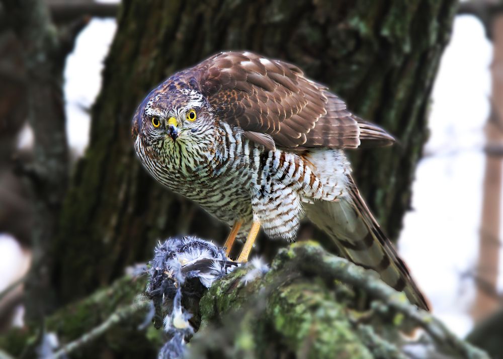 Photograph by Николай Протасеня