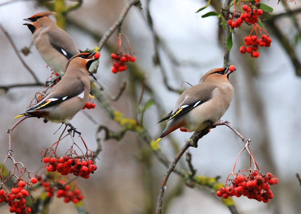 Photograph by Николай Протасеня