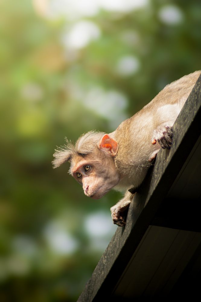 Photograph by Pranav VT