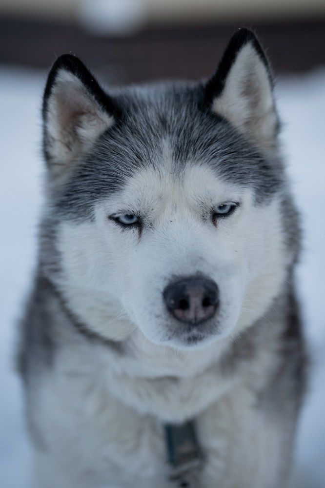 Photograph by Olesya Vladimirova