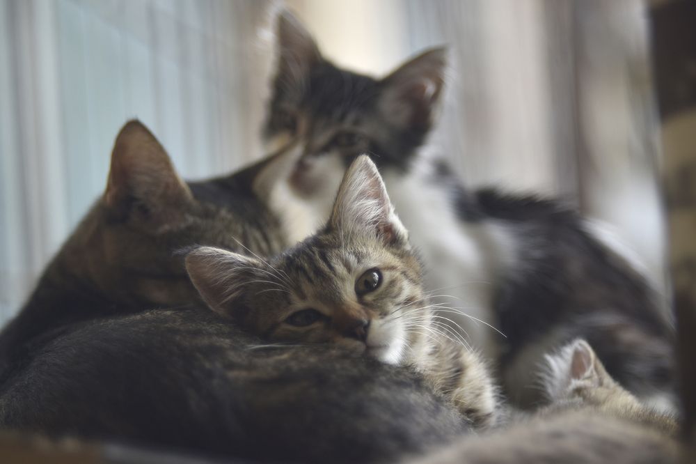 Фотография автора Шипунова Ирина