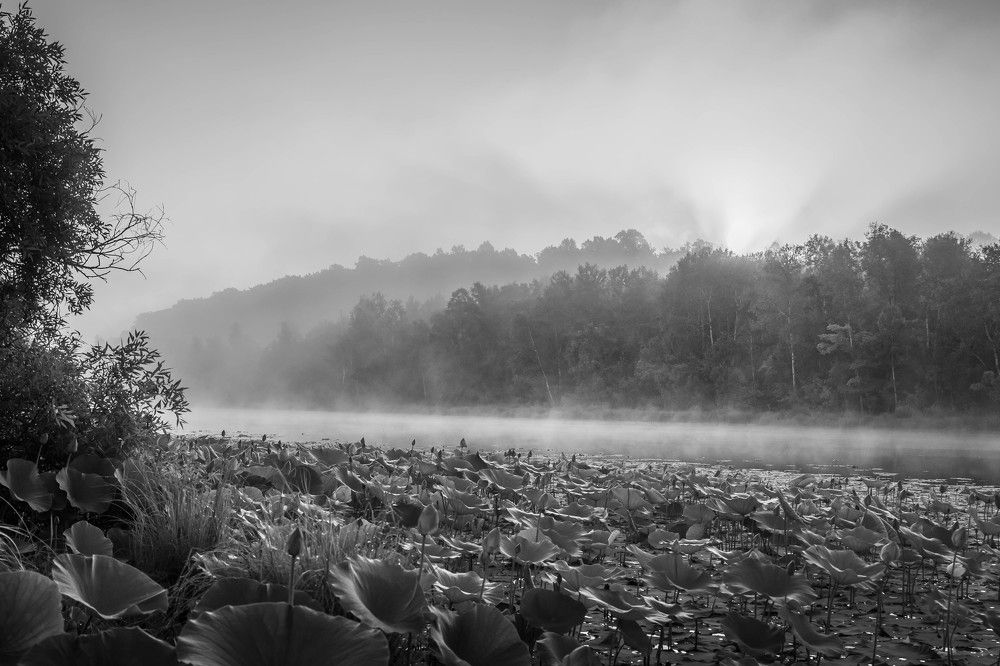 Рассвет над лилиями.
