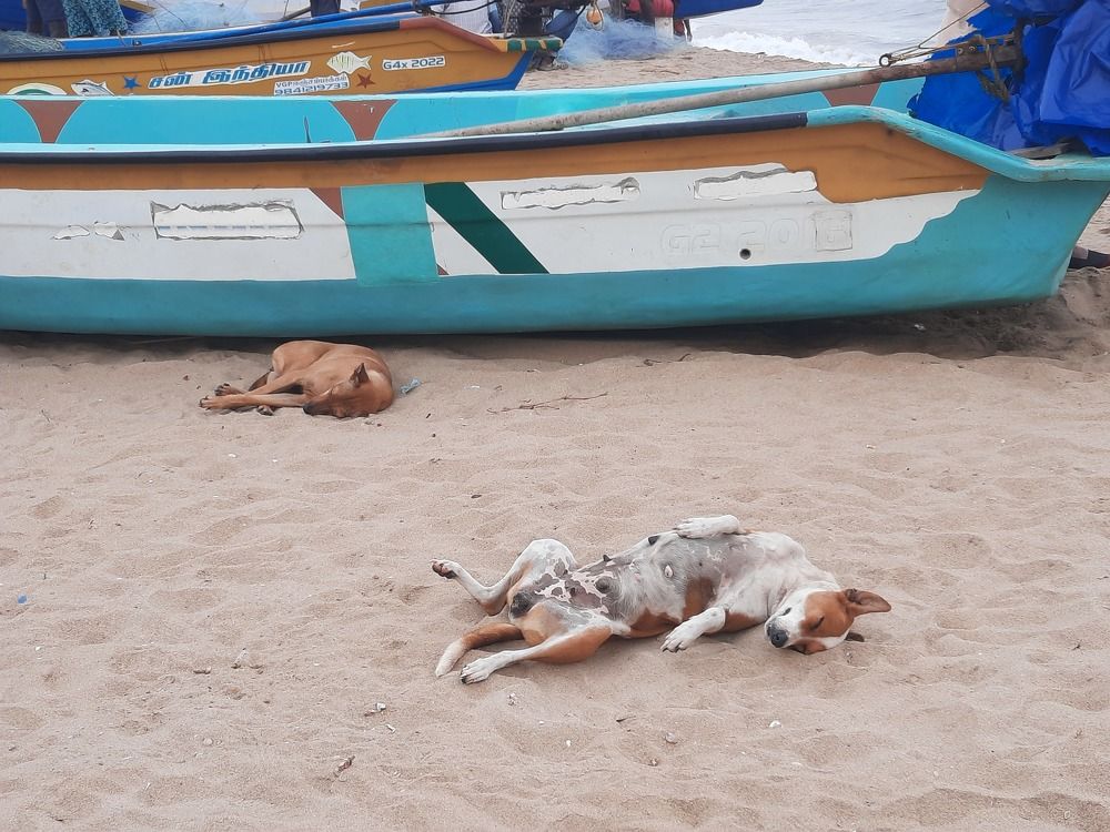 Фотография автора Shreya Suraj