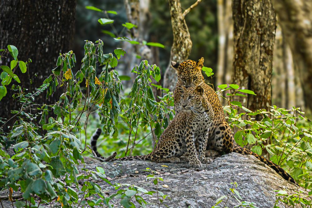 Photograph by Anton Jeirin