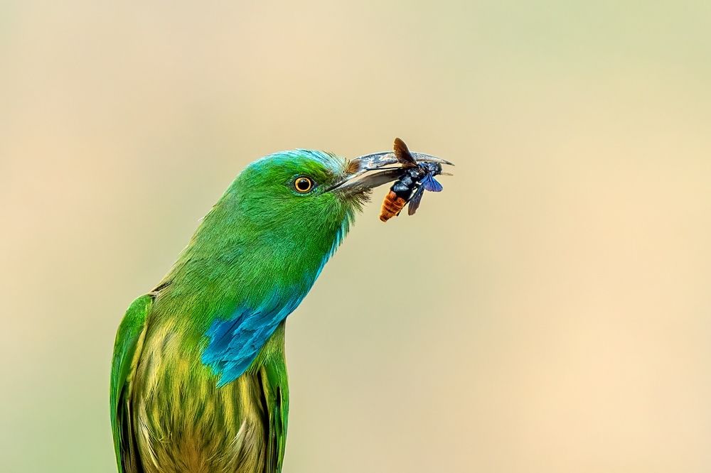 Фотография автора Naveen Kumar