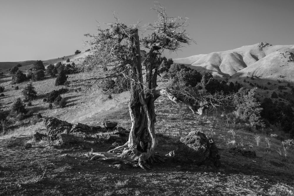 Photograph by Дильмурад Ахмедов