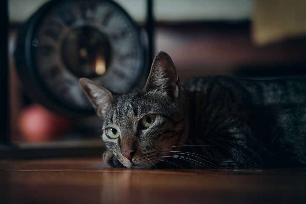 Photograph by Svetlana Pascoal