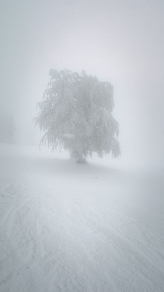 Photograph by Julia Mironenko