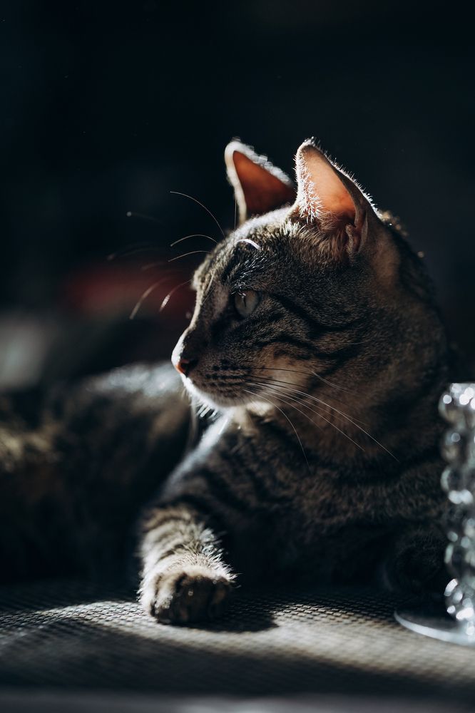 Photograph by Svetlana Pascoal