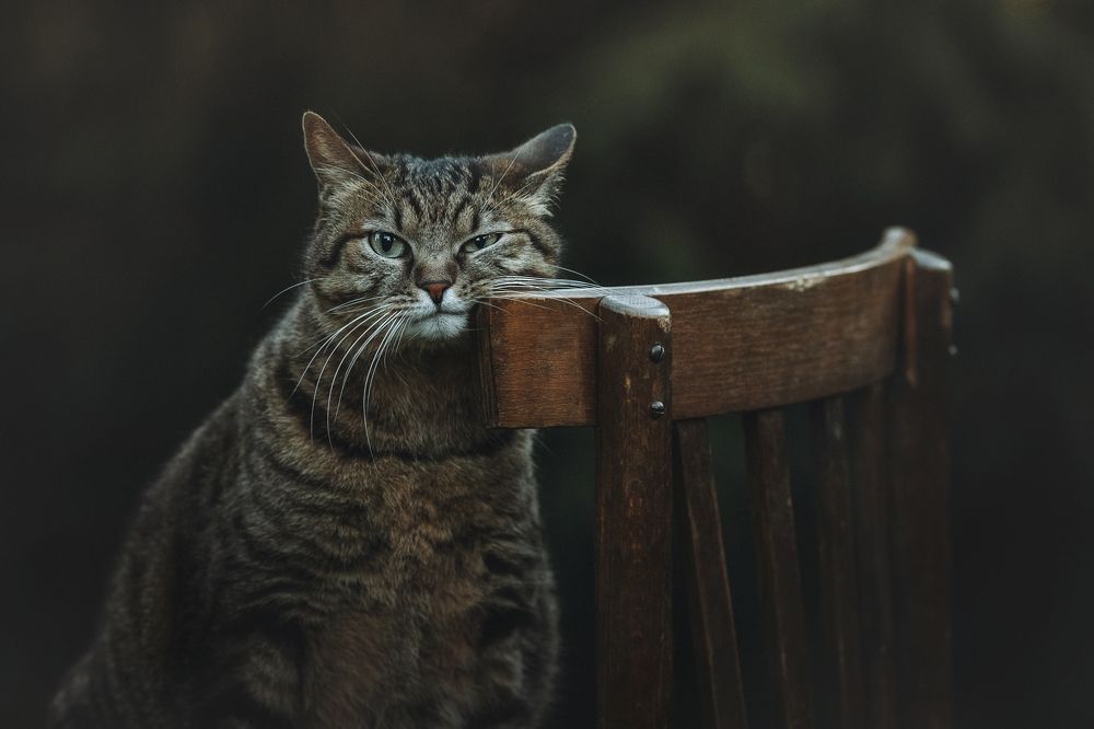 Фотография автора Мороз Ирина