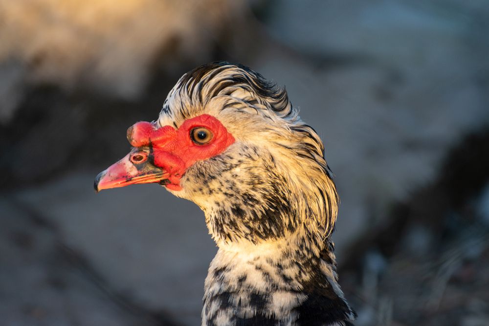 Photograph by Олег Алексеев