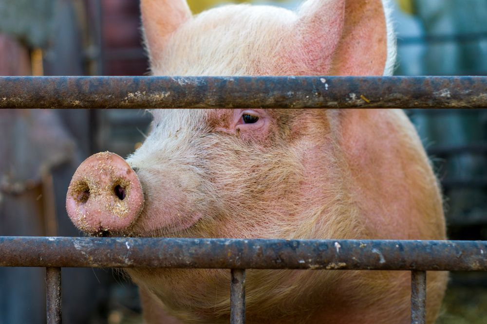 Photograph by Олег Алексеев