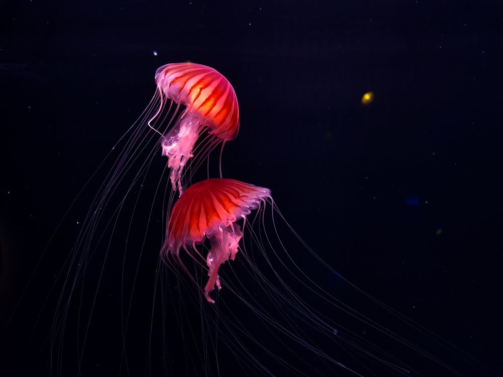 Photograph by Smahane Drissi