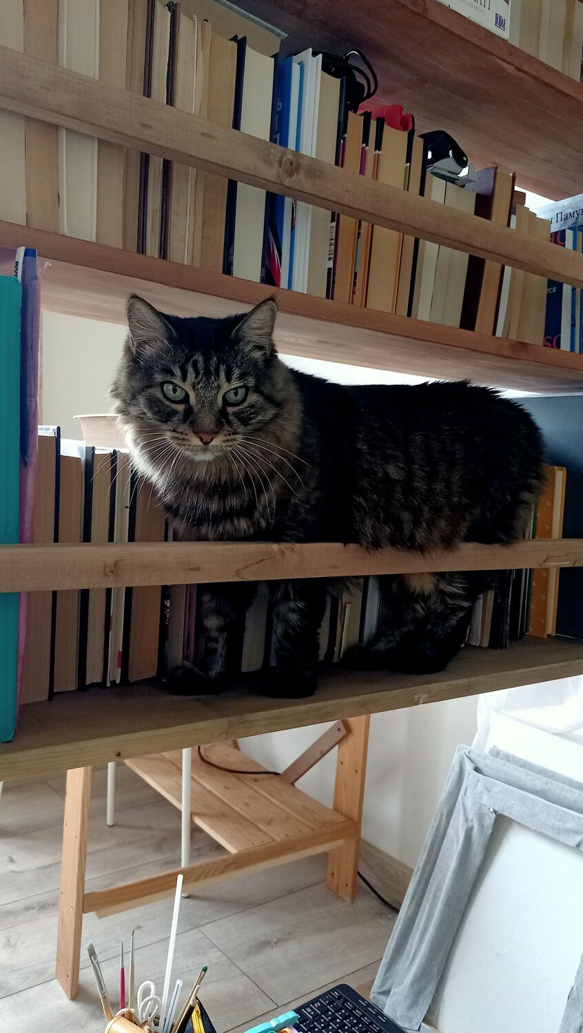 Photo #11581307
