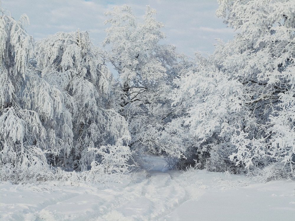 Photo #11581491